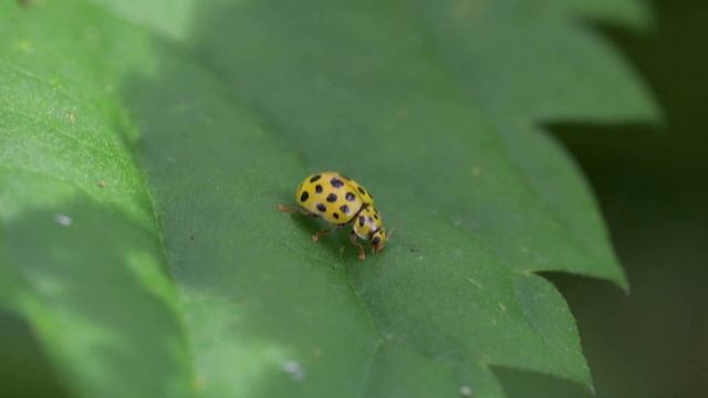 22-spot ladybird (Psyllobora vigintiduopunctata) - Kranenveld nr Soerendonk (Netherlands) 15-8-2023 смотреть онлайн