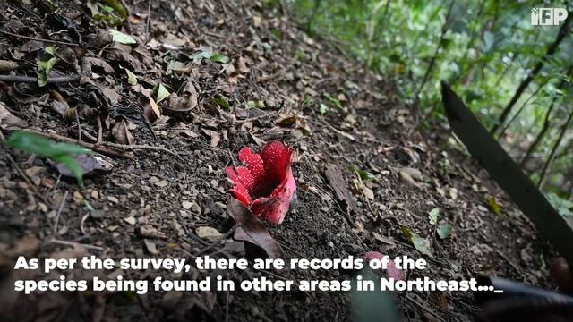Into the Deep: Himalayan Sapriya in Lairamphungka Forest | Manipur, India смотреть онлайн