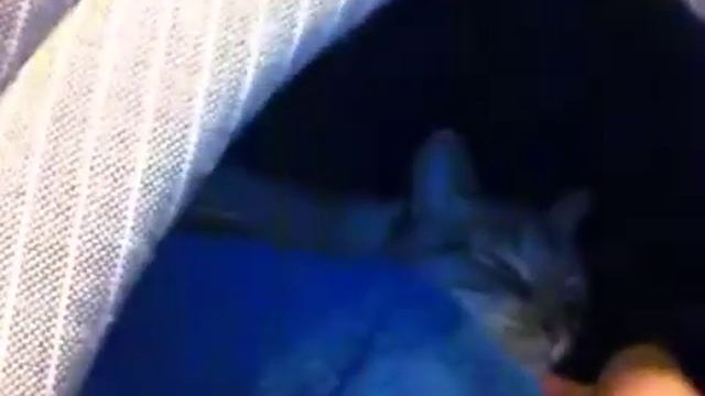 Lou Kitty Mail! смотреть онлайн