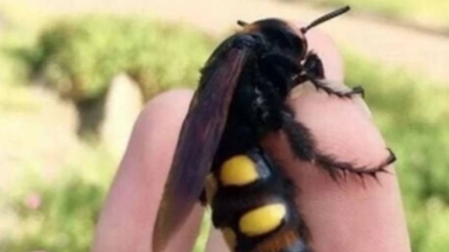 В Подмосковье появились осы-монстры смотреть онлайн