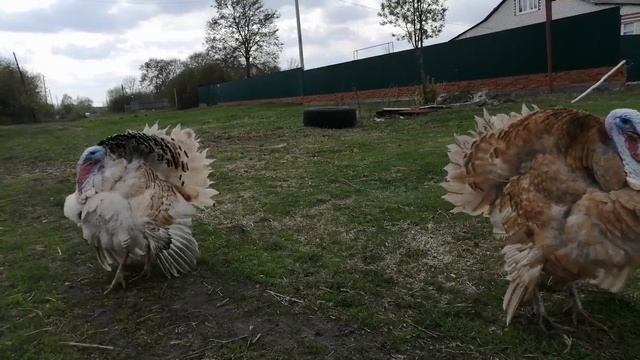 Индюки в деревне Татарщино, Тамбовской губернии смотреть онлайн