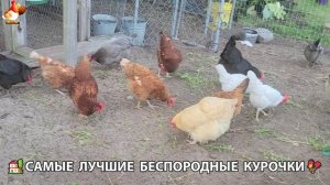 Курочки селяночки лучшие беспородные несушки 🥚 (44)