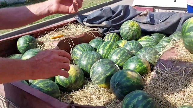 Сладкие Арбузы 👌👍 смотреть онлайн