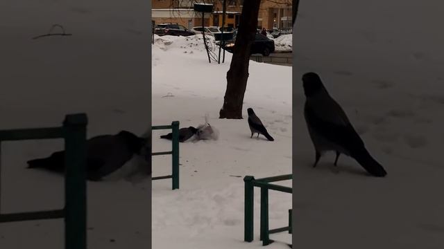 Вороны и помойка смотреть онлайн