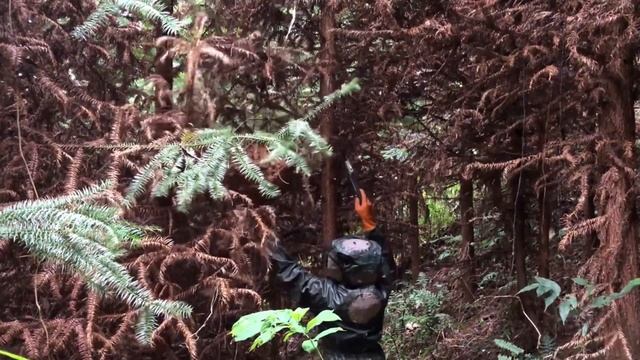 ASIAN GIANT MURDER HORNET NEST REMOVAL,VESPA MANDARINIA,BIG WASP NEST,YELLOW JACKETS GROUND NEST смотреть онлайн