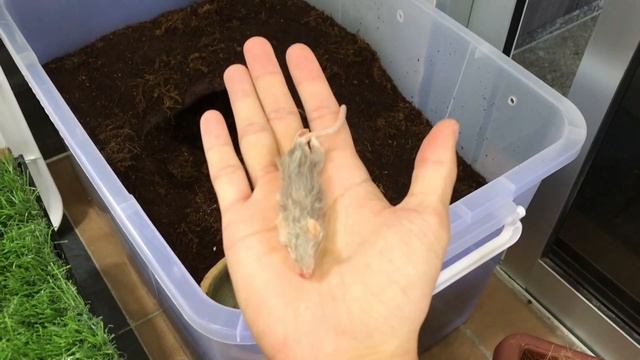 GOLIATH BIRD EATER tastes MOUSE for the FIRST TIME !!! ~ Eewww .. смотреть онлайн