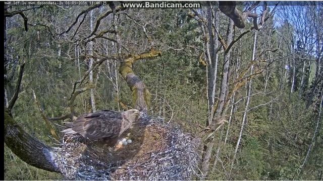 Bociany czarne z Łotwy 2016 05 08 Orzeł w gnieździe bocianów смотреть онлайн