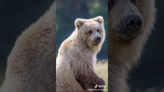 мидведь проснулся смотреть онлайн