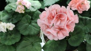 Как Правильно Ухаживать за Пеларгонией во время Зимовки? Мои пеларгонии Готовы к Пересадке В Сад.