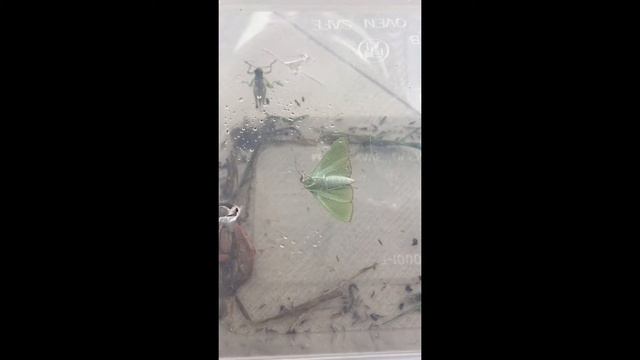 Moth Drinking Water