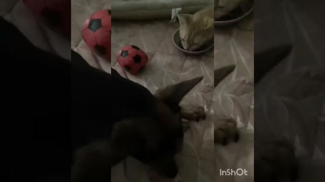 Чика выпущена. Рун у меня дома. смотреть онлайн