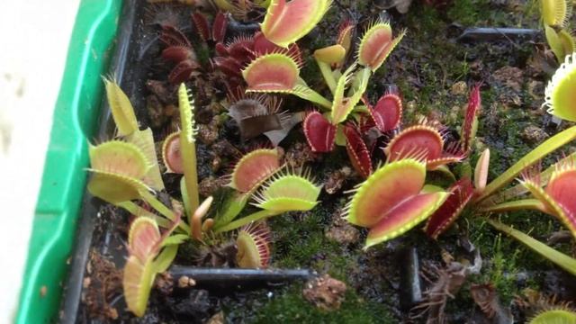 Le piccole dionee nate da seme crescono... смотреть онлайн