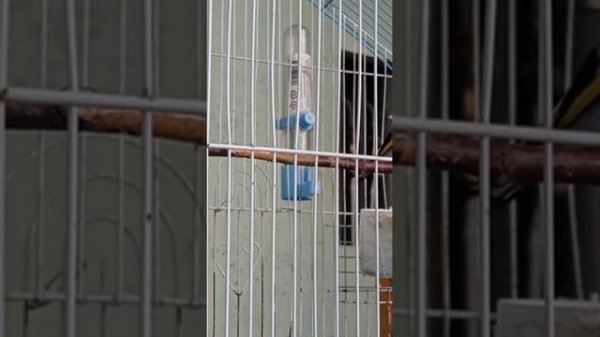 Брачная песня щегла