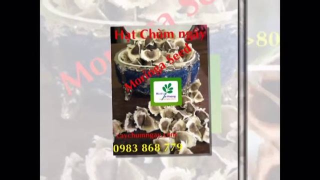 Bán Hạt Giống Cây Chùm ngây l Moringa l Cây Giống Chùm ngây смотреть онлайн