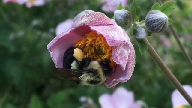 Apis mellifera ligustica(?), Bombus impatiens смотреть онлайн
