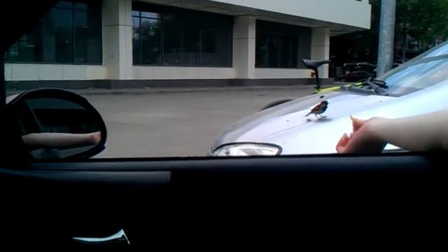 Воробьи и картофель фри