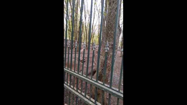 Жители городского парка ))) ч. 2 смотреть онлайн