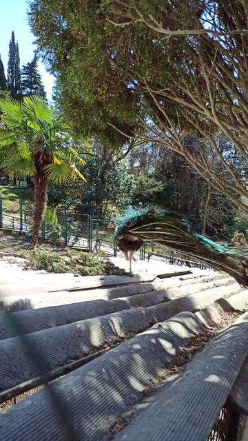 Павлины. Дендрарий Сочи смотреть онлайн