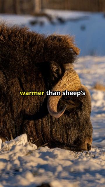 Musk Ox Magic Unbelievable Facts! смотреть онлайн