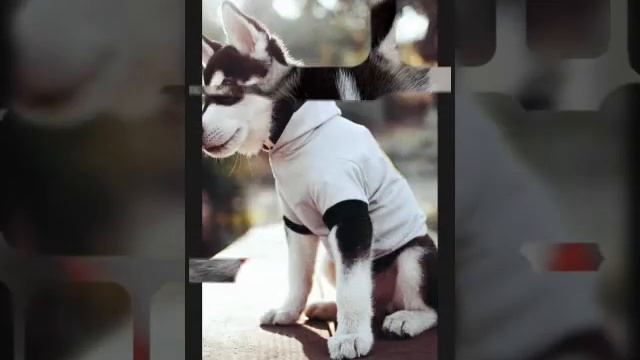 все мои щенки смотреть онлайн