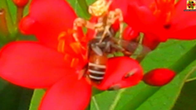 Flower Crab Spider Feeding on a Honey Bee (Apis florea) in a Jatropha Flower. Ambush predator hunte смотреть онлайн