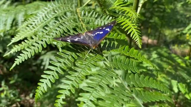 Purple Emperor June 2020 смотреть онлайн