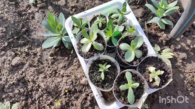 Высадка луков в о.г.2 часть.Работы в саду. смотреть онлайн