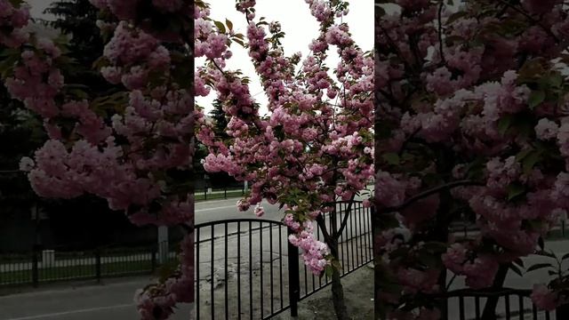 Сакура цветёт! 18.04.24. смотреть онлайн
