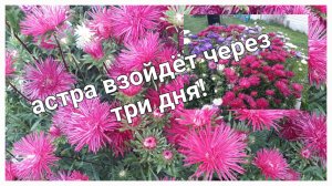 Астра взойдёт через три дня! Секретный способ быстрых всходов.