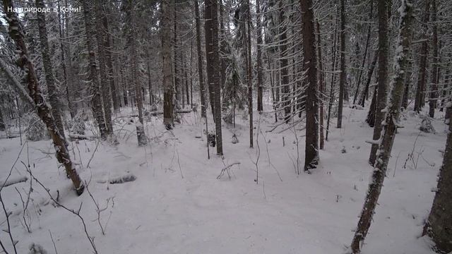 Залез на дерево за чагой. Собрал полный мешок, не могу нести. Пойду за мотособакой. 3 серия смотреть онлайн