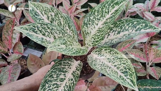 Apakah Harga Aglonema Koleksian Sudah Turun? Cek Review Harga Tanaman Hias смотреть онлайн