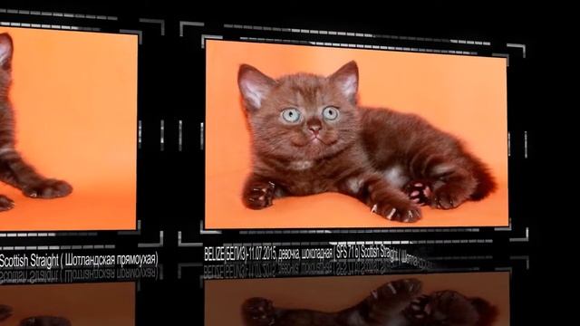 Помёт "B"-11.07.2015 (продажа) смотреть онлайн