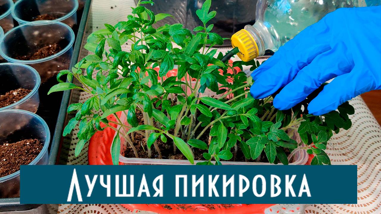 Как правильно пикировать томаты! В какой объем пикировать один или два помидора. Разные сорта! смотреть онлайн