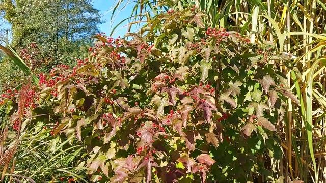 Rośliny przebarwiające się na jesień . Październikowy spacer po ogrodzie. Ogród dla początkujących. смотреть онлайн
