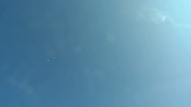 Николаевские голуби г. Балхаш Казахстан смотреть онлайн