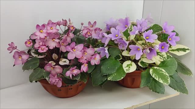 Фиалки трейлеры Mac's 1306-2 и ЛЕ-Эрика