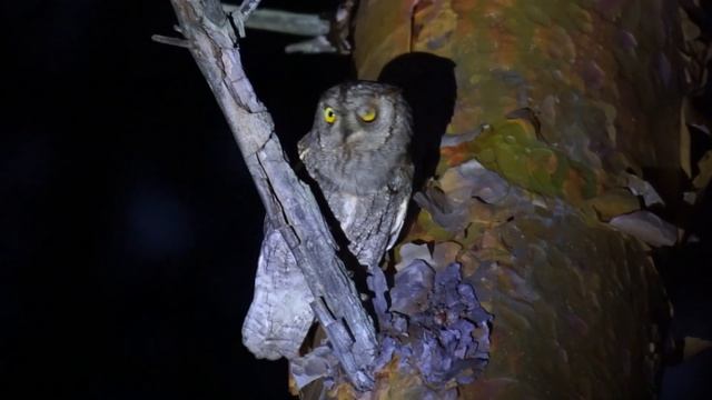 Сплюшка (Otus scops), голос / Eurasian scops owl calling смотреть онлайн