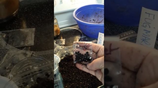 Starting Daylilies from Seed: Part 3 смотреть онлайн