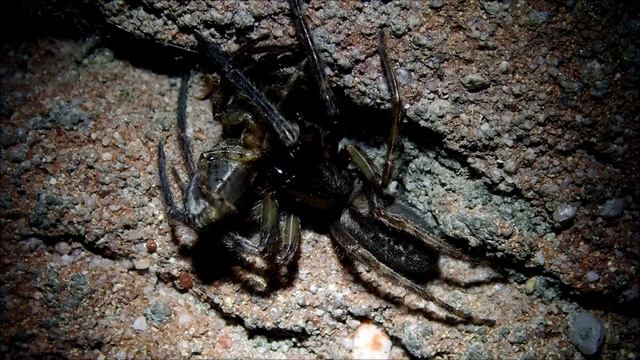 Muurzesoog (Segestria bavarica) смотреть онлайн