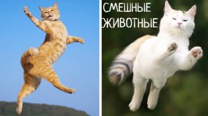 Самые смешные животные. Лучшие приколы с котами и собаками.