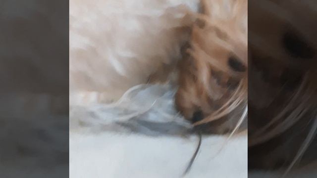 королева на троне.mp4