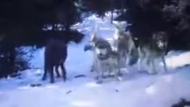 Tagar.move смотреть онлайн