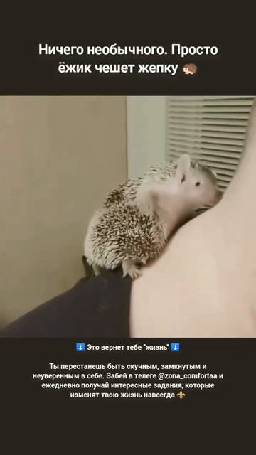 Милый 🦔 #милый #котики #животные #смешныевидео #коты #собаки #ёжики #смешно #милота смотреть онлайн