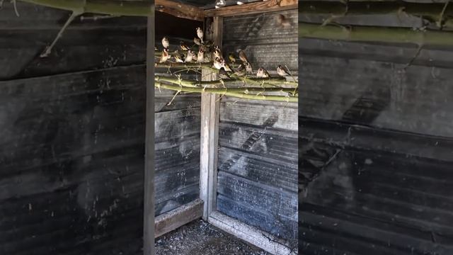 Отборные щеглы #carduelis #finches #щегол #урагус #клест