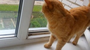 Любопытный кот