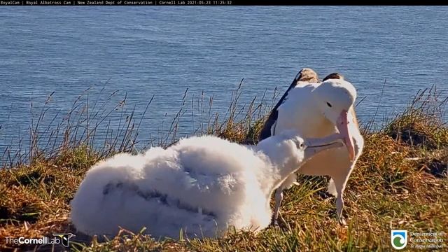 Live Royal Albatross (New Zealand) - Королевский альбатрос (Новая Зеландия) смотреть онлайн