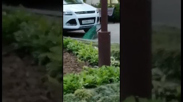 Павлины, говоришь...Хех! смотреть онлайн