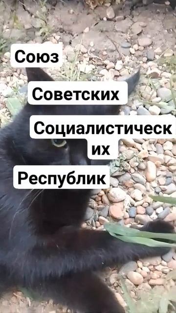 как расшифровывается СССР?😅