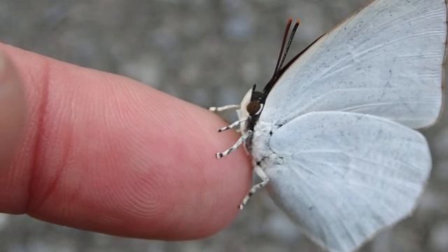 How to catch butterfly with bare hand.ウラギンシジミの吸汁 смотреть онлайн
