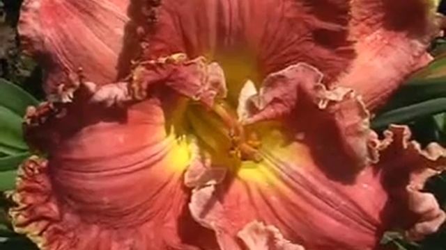 Лилейник daylily NICOLE'S AMERICAN BEAUTY смотреть онлайн